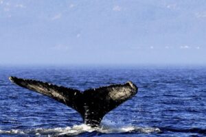 Whales green moveth waters