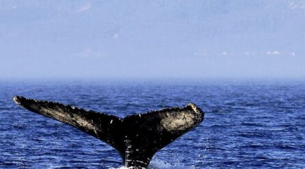 Whales green moveth waters