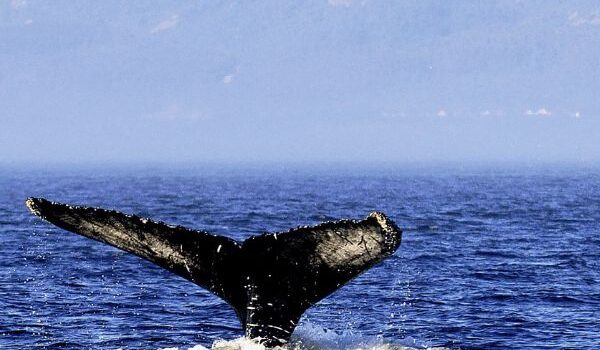 Whales green moveth waters