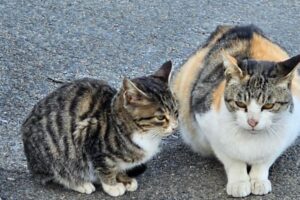 Cats are the best