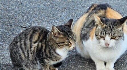 Cats are the best
